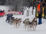 Гонки на собачьих упряжках 2012 в Тодтмосе-1841