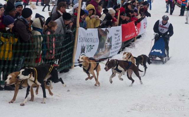 Гонки на собачьих упряжках 2012 в Тодтмосе-1919
