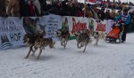 Гонки на собачьих упряжках 2012 в Тодтмосе-1946