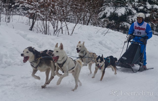 Гонки на собачьих упряжках 2012 в Тодтмосе-2034
